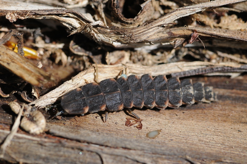 larva di lucciola